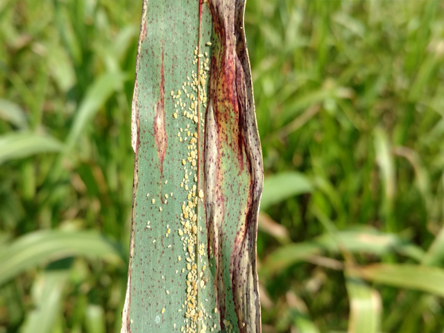 Sugarcane aphid infestations can hit fast. (Photo by Tim Schnakenberg, University of Missouri)